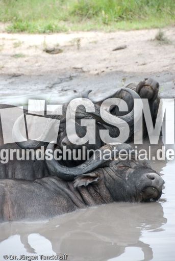 Afrikanischer Büffel (78 von 102).jpg